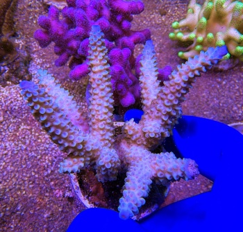 Acropora australia M 2498 