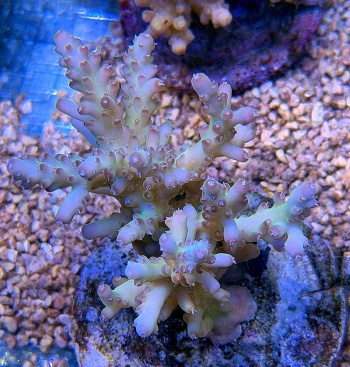 Acropora granulosa 3706 