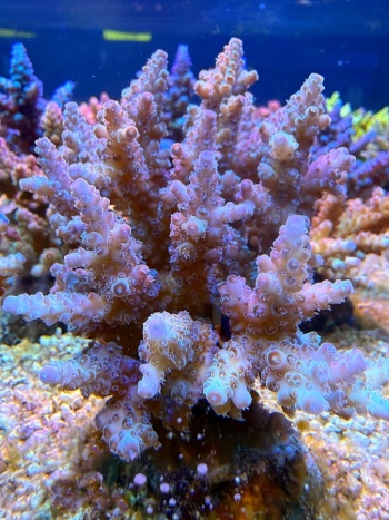 Acropora loripes 2032 