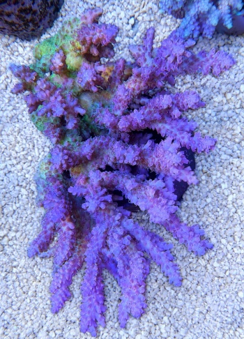 Acropora Australia 