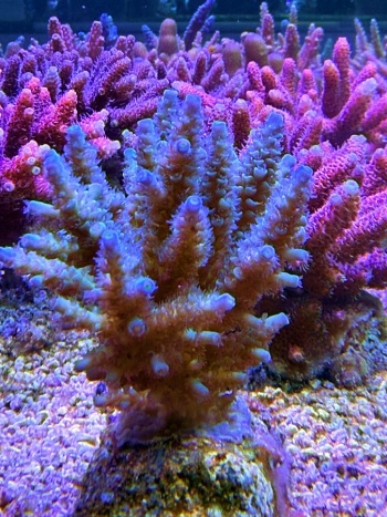 Acropora tenuis 9323 