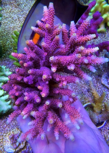 Acropora millepora pink yellow tip L 1710 