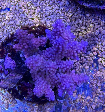 Acropora midnight 3729 