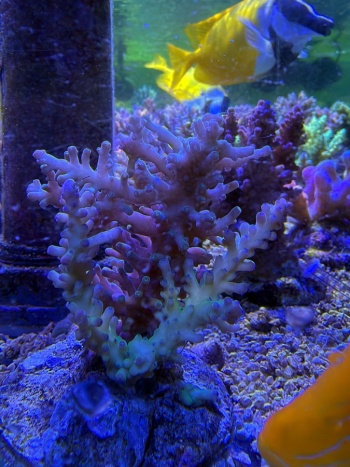 Acropora proudster 3850 