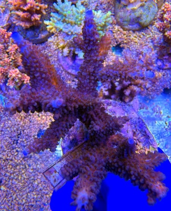 Acropora Blue Matrix 2238 
