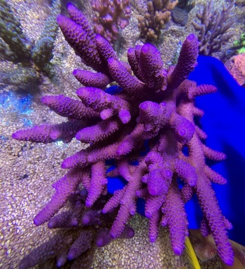 Acropora spathulata XXL 2678 