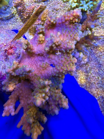 Acropora Disney 2185 