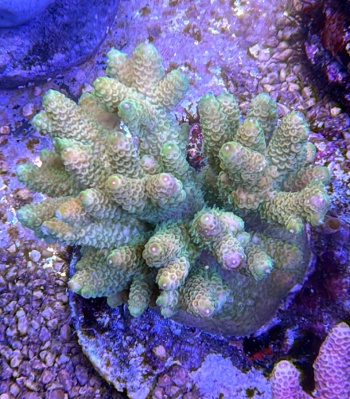 Acropora mille sunset 3781 