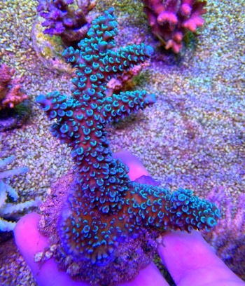 Acropora hoeksemai 8352 