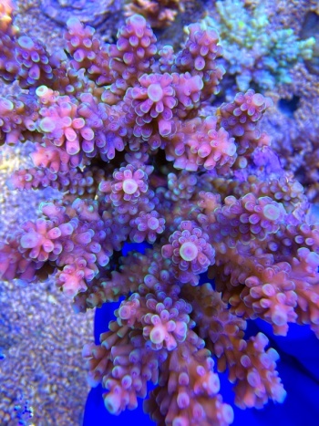 Acropora Firework 2235 