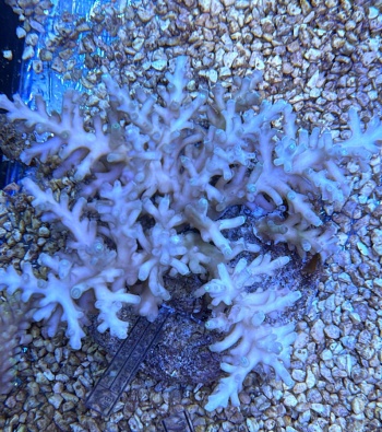 Acropora echinata 3814 