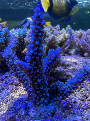Acropora nightshift 3864 