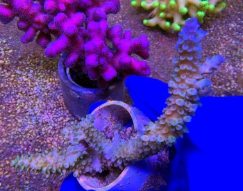 Acropora australia stag 2517 
