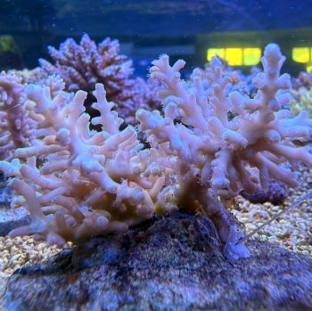 Acropora 3831 