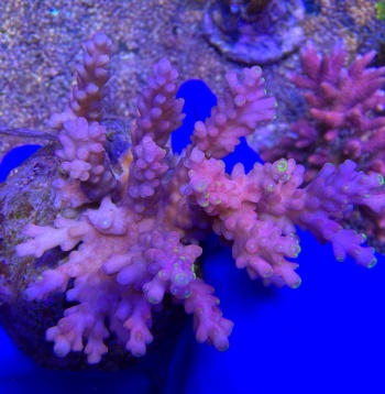 Acropora Paradise 2268 