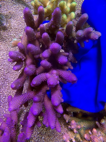 Acropora australia spathulata XXL 2675 