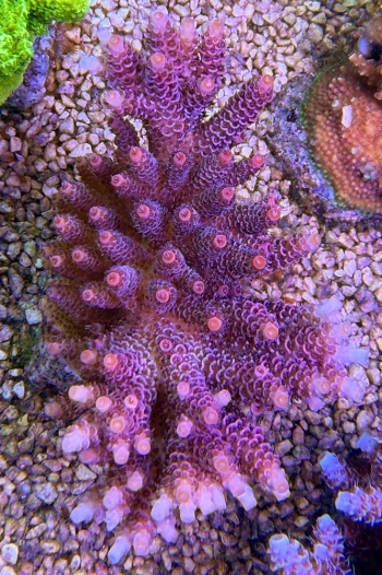 Acropora hyacinthus  4748 