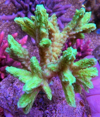 Hydnopora 3637 