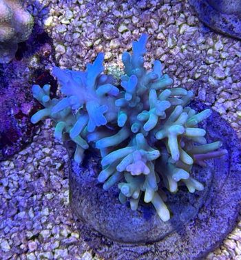 Acropora echinata 3741 