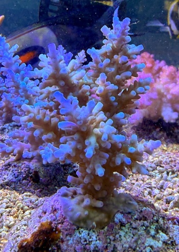Acropora echinata 3164 