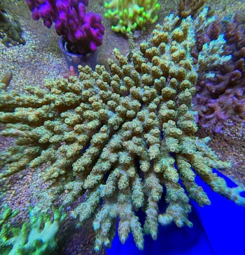 Acropora table XXL 2522 