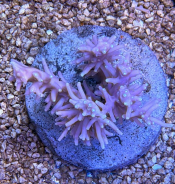 Acropora fenneri 3815 