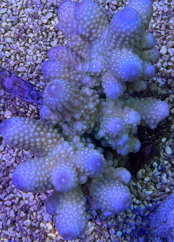 Acropora humilis L 3697 