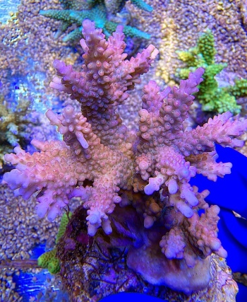 Acropora cyber drift 2220 