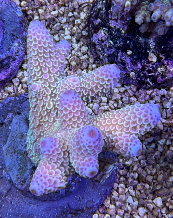 Acropora pullman 3795 