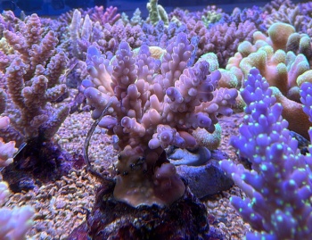 Acropora granulosa 3836 