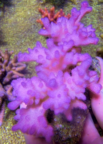 Pocillopora pink 7602 