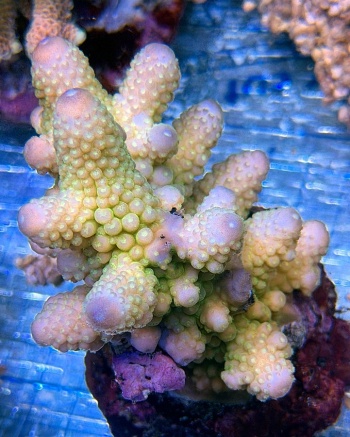 Acropora humilis 3709 