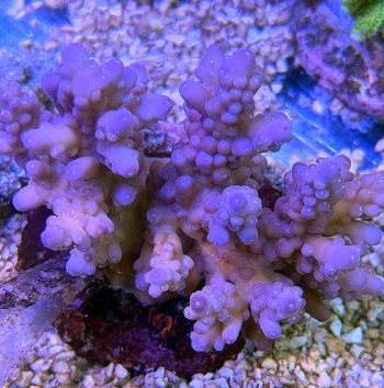 Acropora primetime 3714 