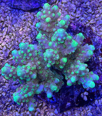 Acropora proudflash 3701 