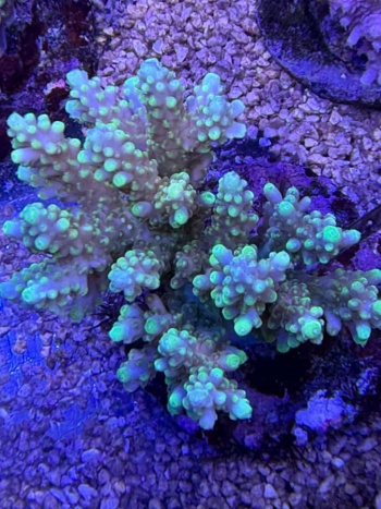 Acropora 3726 