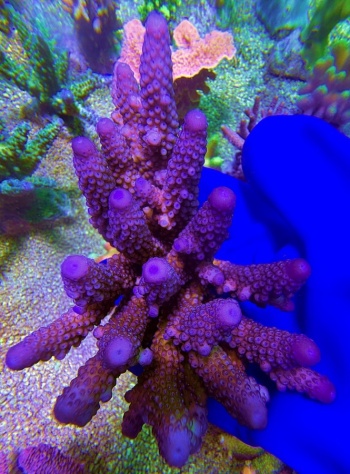 Acropora australia special humilis XXL 2680 