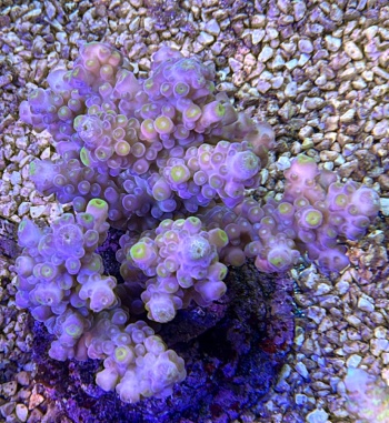 Acropora fancyfinger 3694 