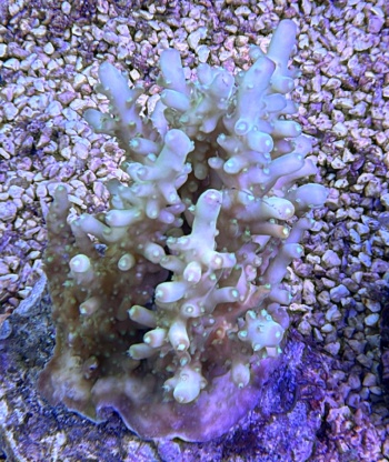 acropora granulosa 3785 