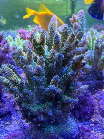 Acropora millepora 3847 