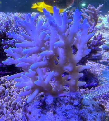 Acropora deep wonder 3867 