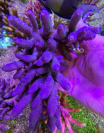 Acropora spathulata 2634 