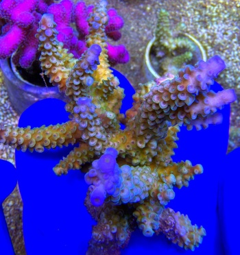 Acropora australia 2552 