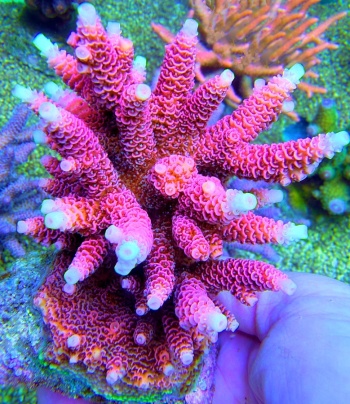 Acropora millepora pink 5005 