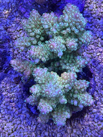 Acropora funfact 3731 
