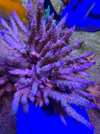 Acropora australia tricolor XL 2479 