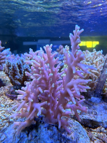 Acropora red forest 3830 