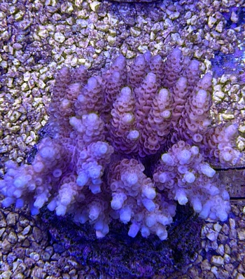 Acropora hyacinthus 3702 