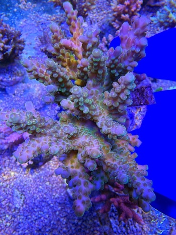 Acropora Radioactive Ice 2277 
