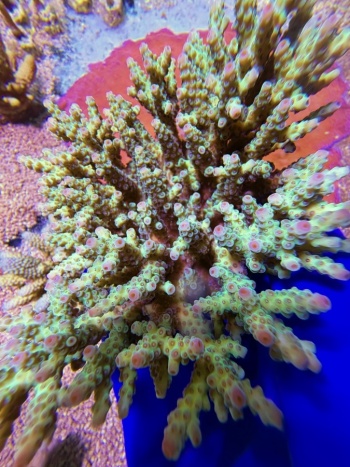 Acropora australia florida XXL 2467 