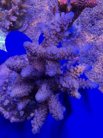 Acropora Aqua Pulse 2169 